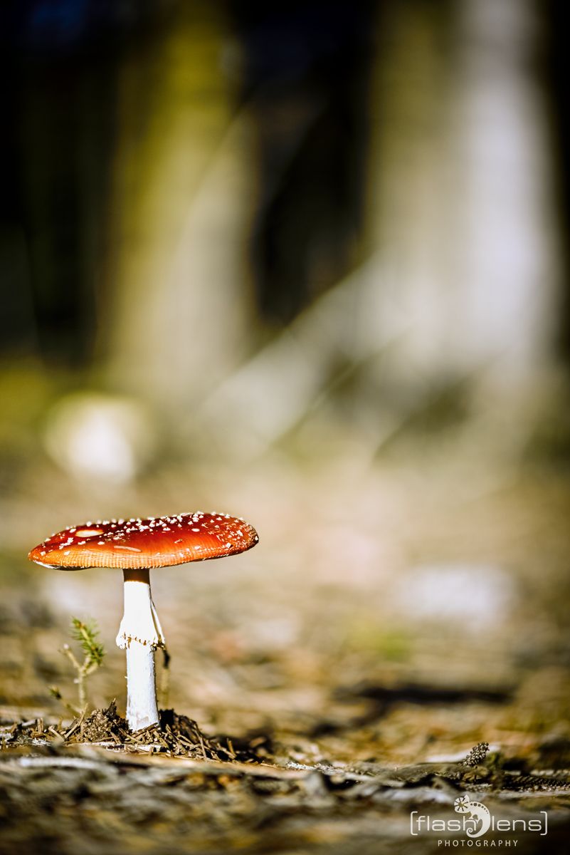Pilze 024