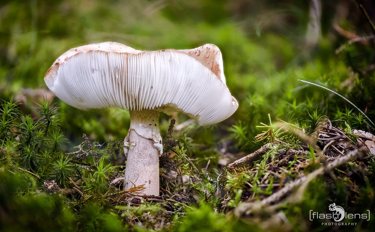 Pilze 025