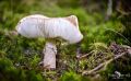 Pilze 025