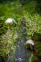 Pilze 026