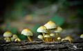 Pilze 029