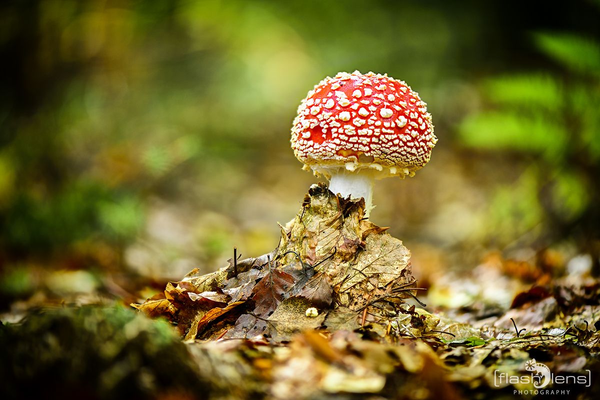 Pilze 030
