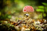 Pilze 030