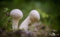 Pilze 033