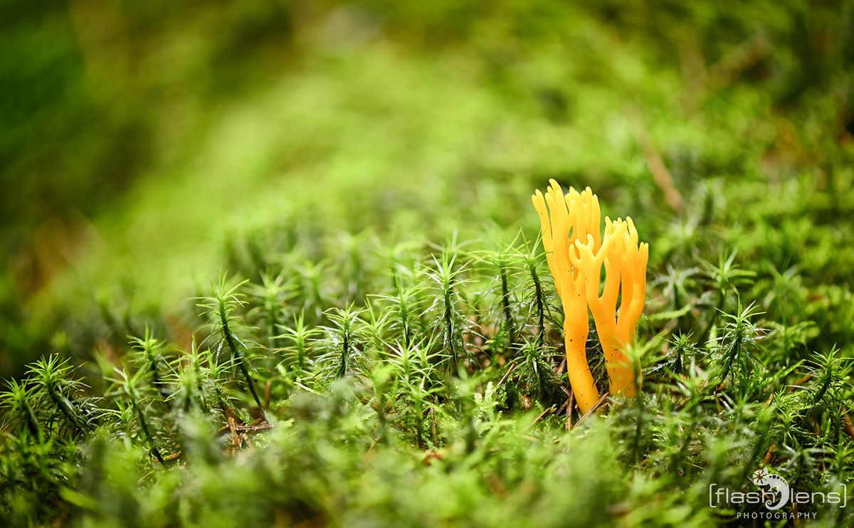 Pilze 034