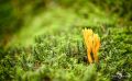 Pilze 034