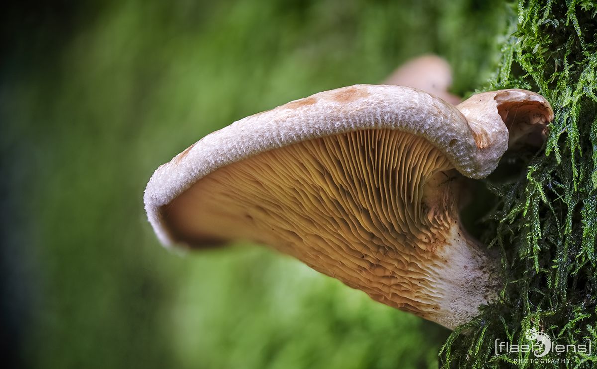 Pilze 036