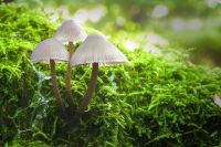 Pilze 037
