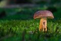 Pilze 038
