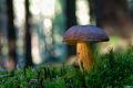 Pilze 039