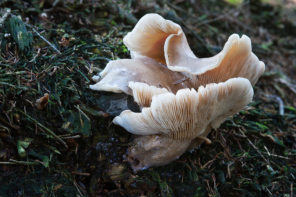 Pilze 040