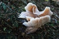 Pilze 040