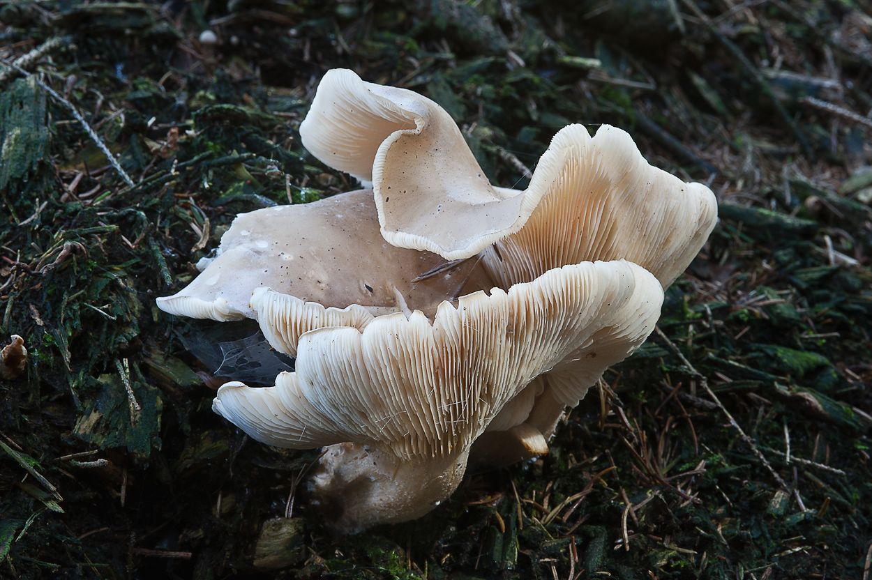 Pilze 041
