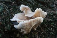 Pilze 041