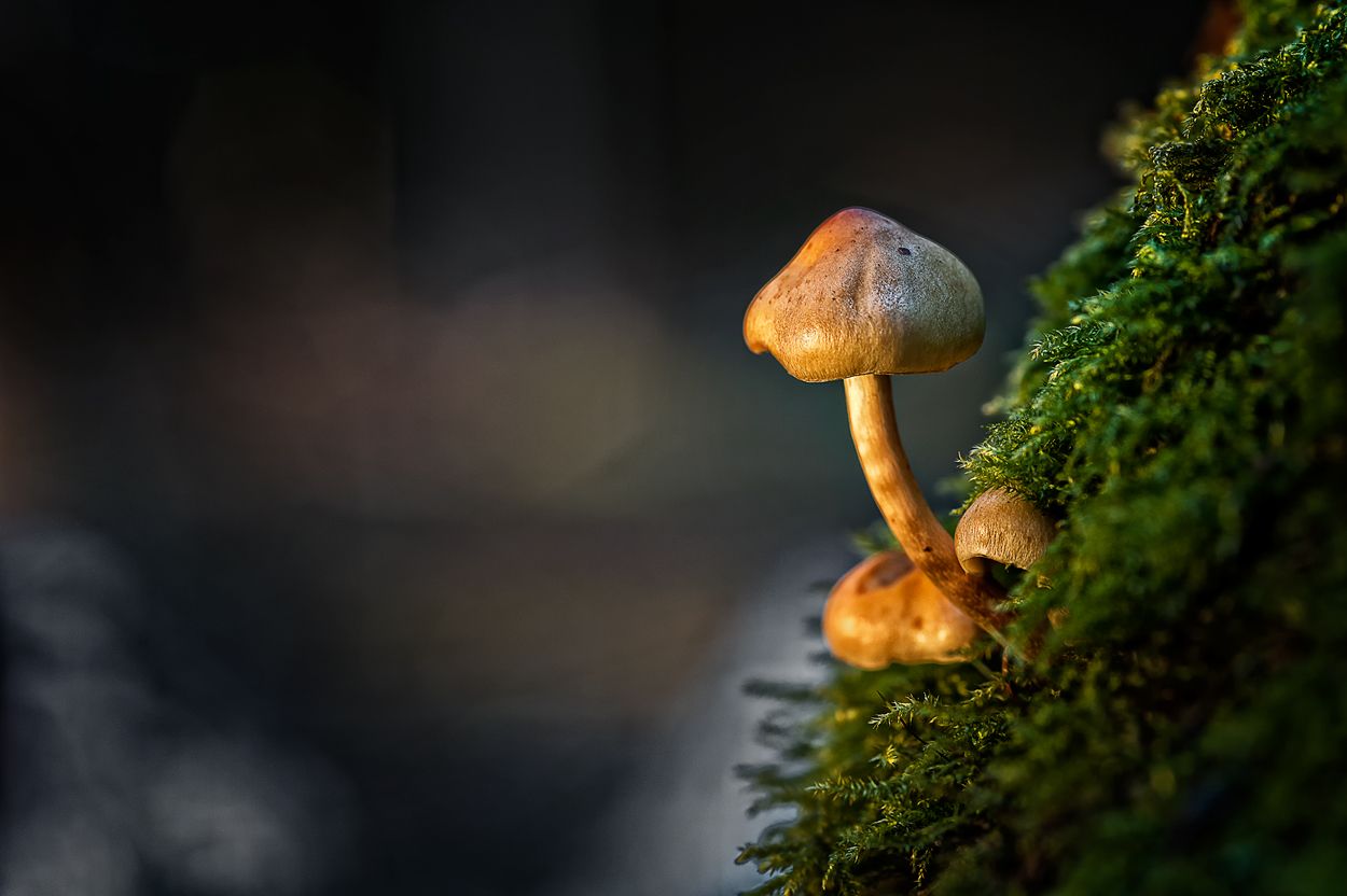Pilze 044
