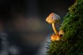 Pilze 044