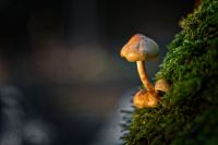 Pilze 044