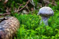 Pilze 045