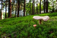 Pilze 046
