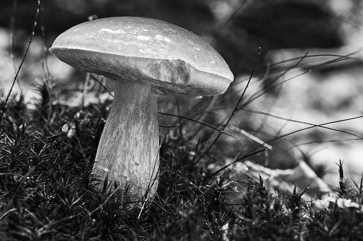 Pilze 049