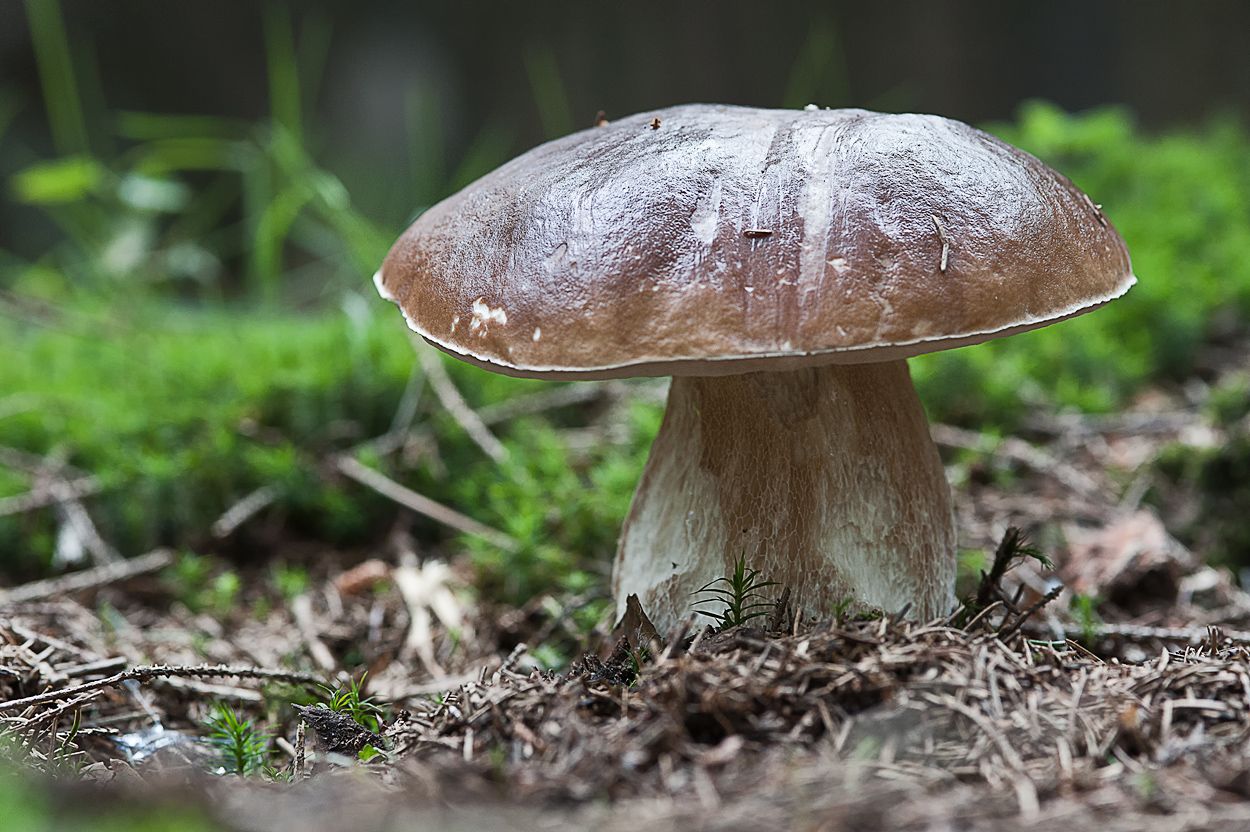 Pilze 050