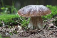 Pilze 050