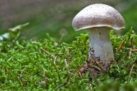 Pilze 051