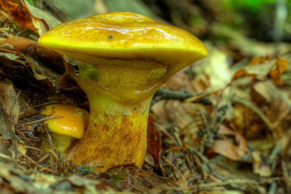 Pilze 056