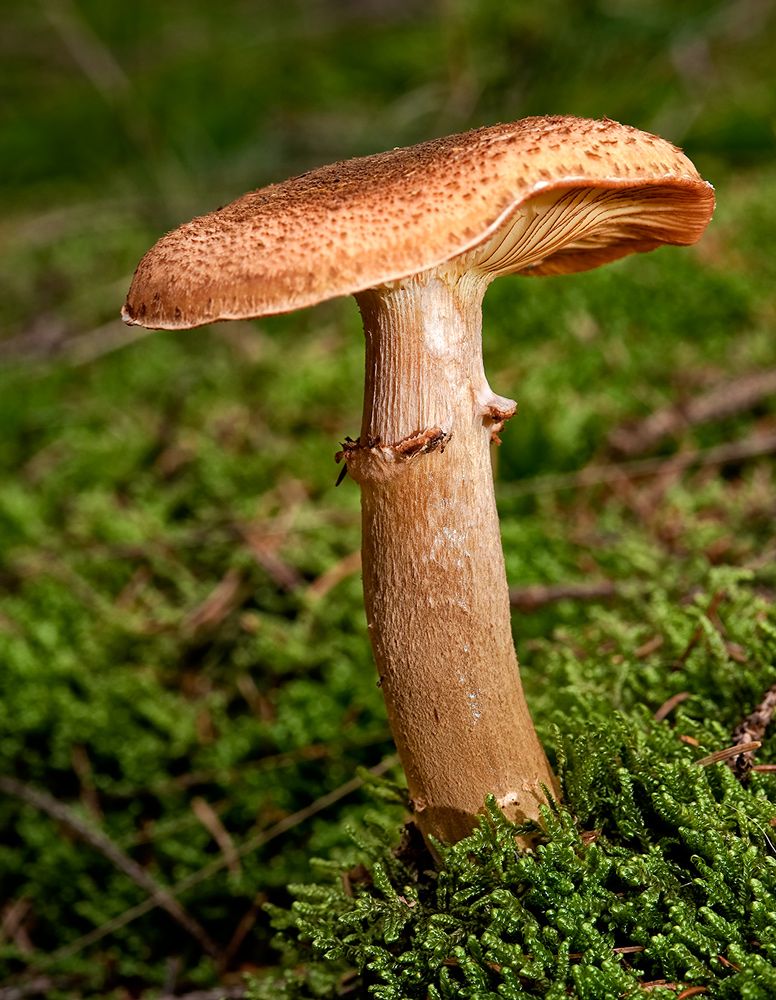 Pilze 057