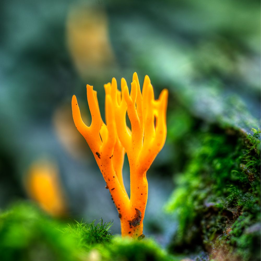 Pilze 059