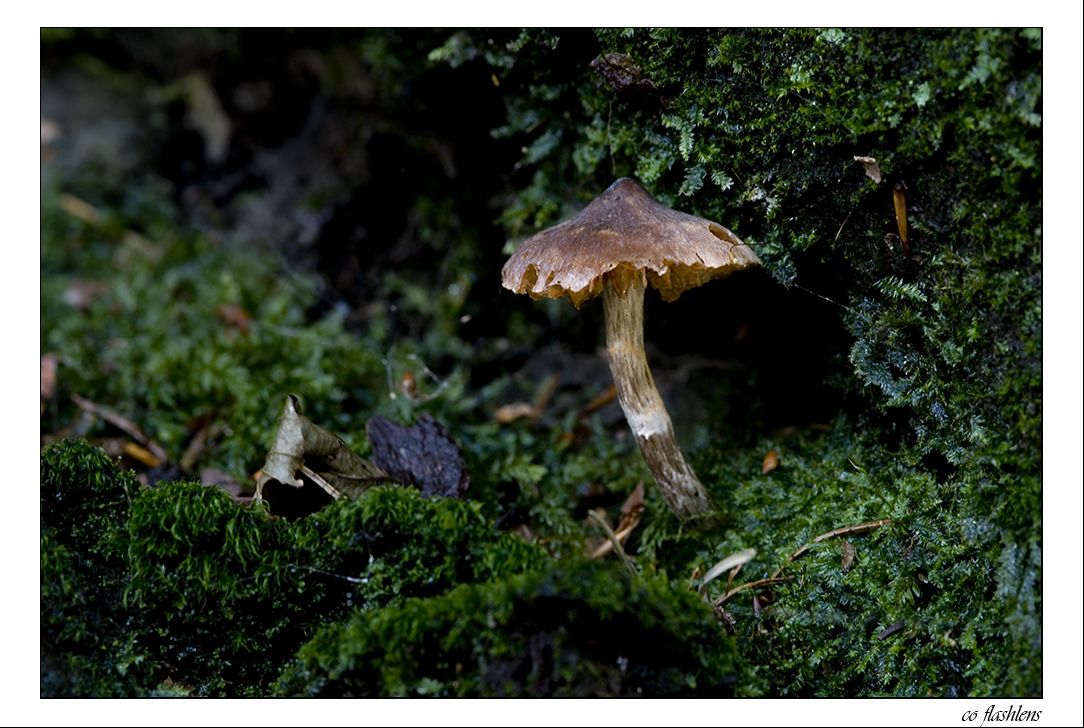 Pilze 063