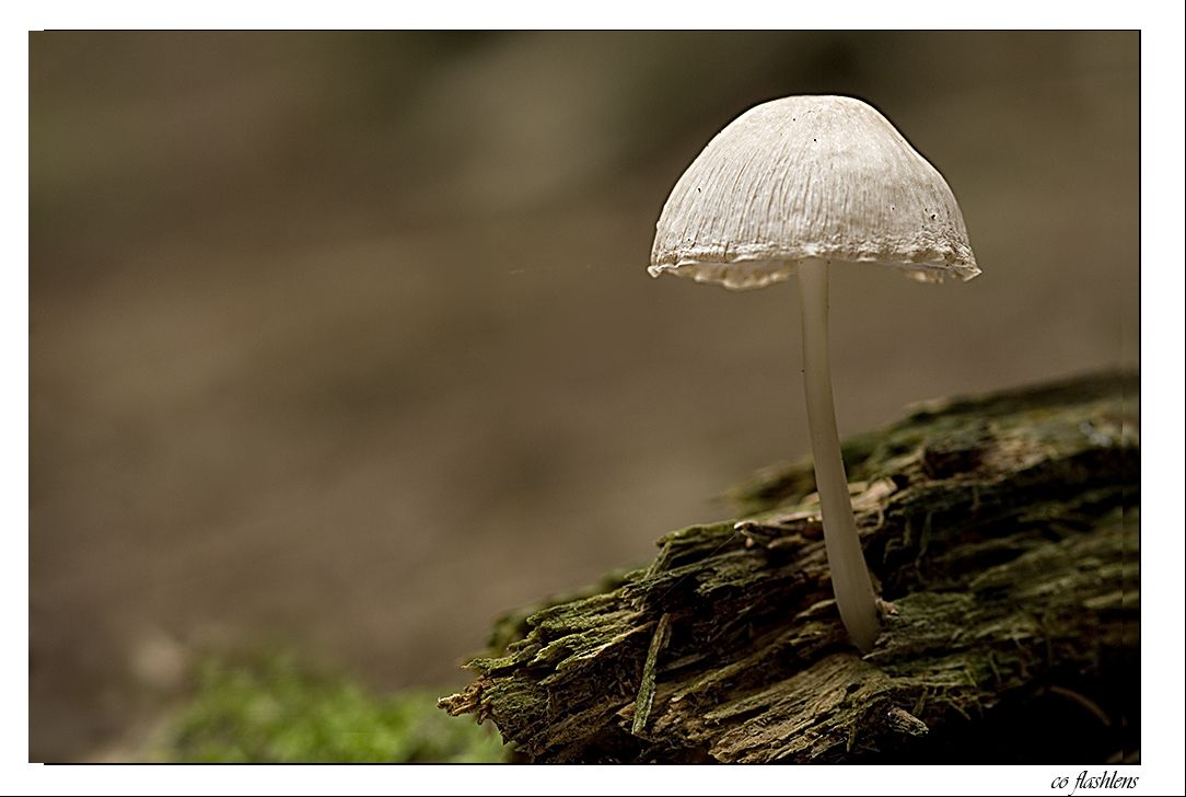 Pilze 065
