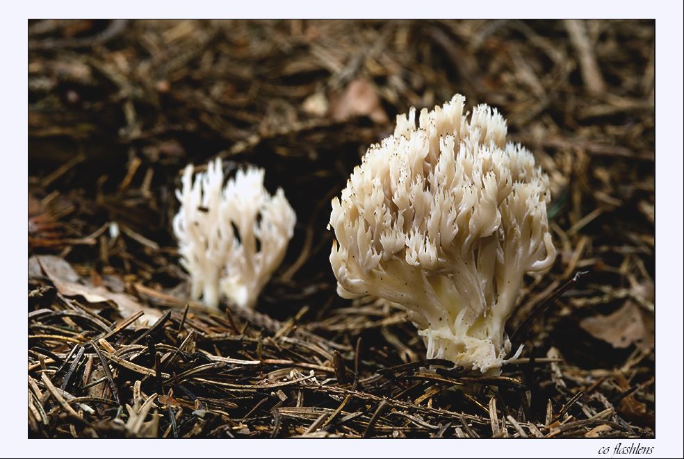 Pilze 067