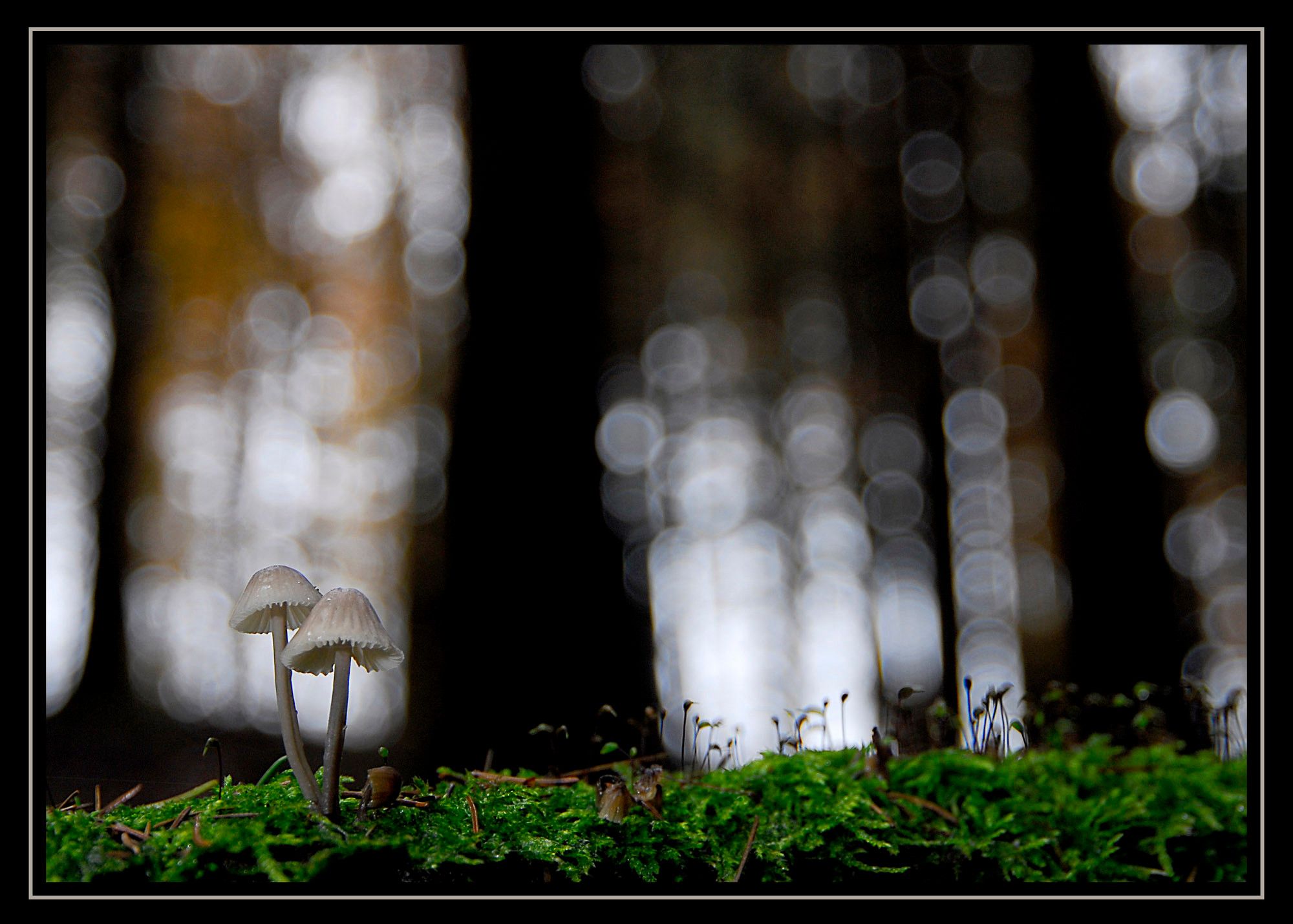Pilze 068