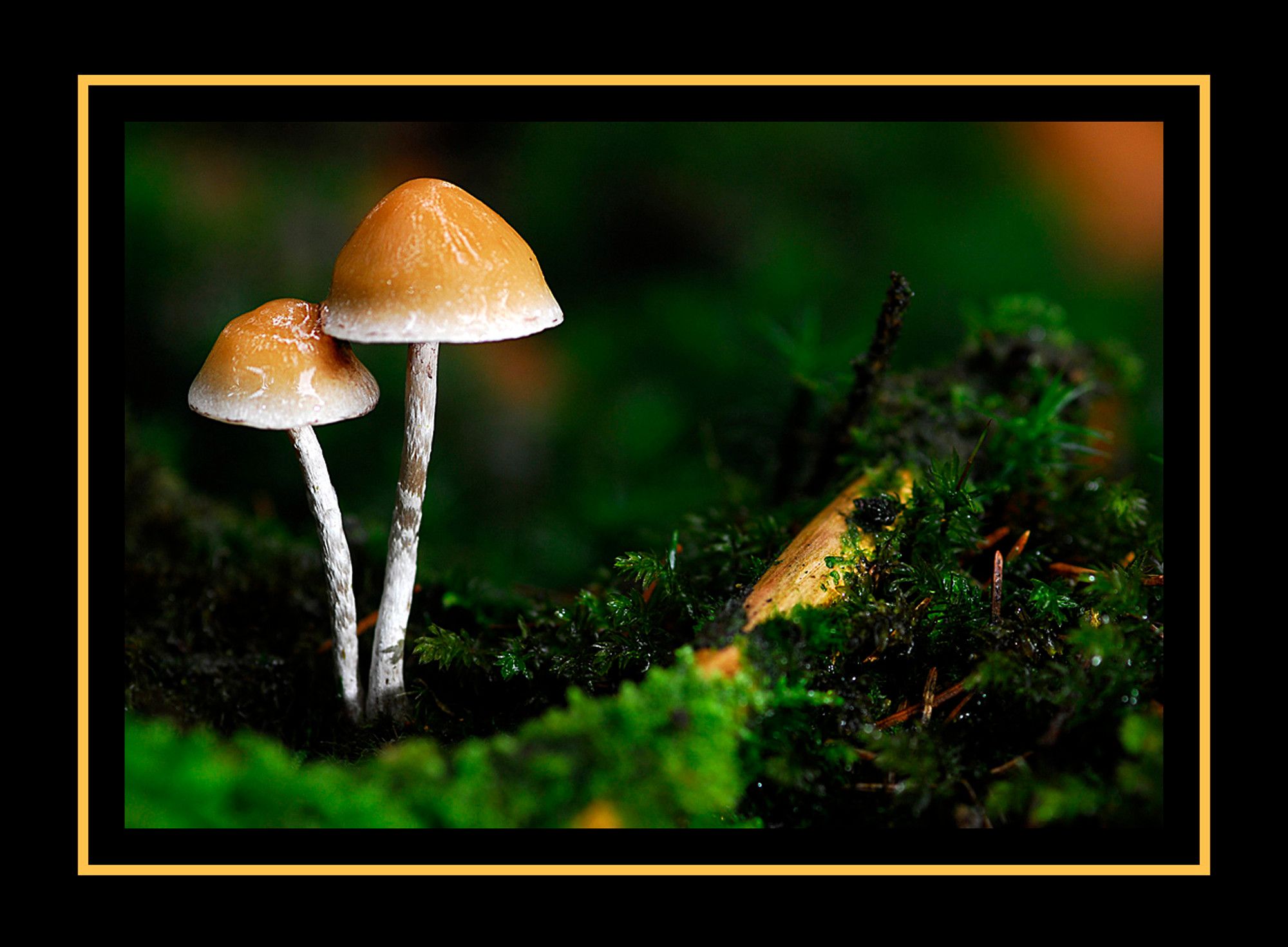 Pilze 069