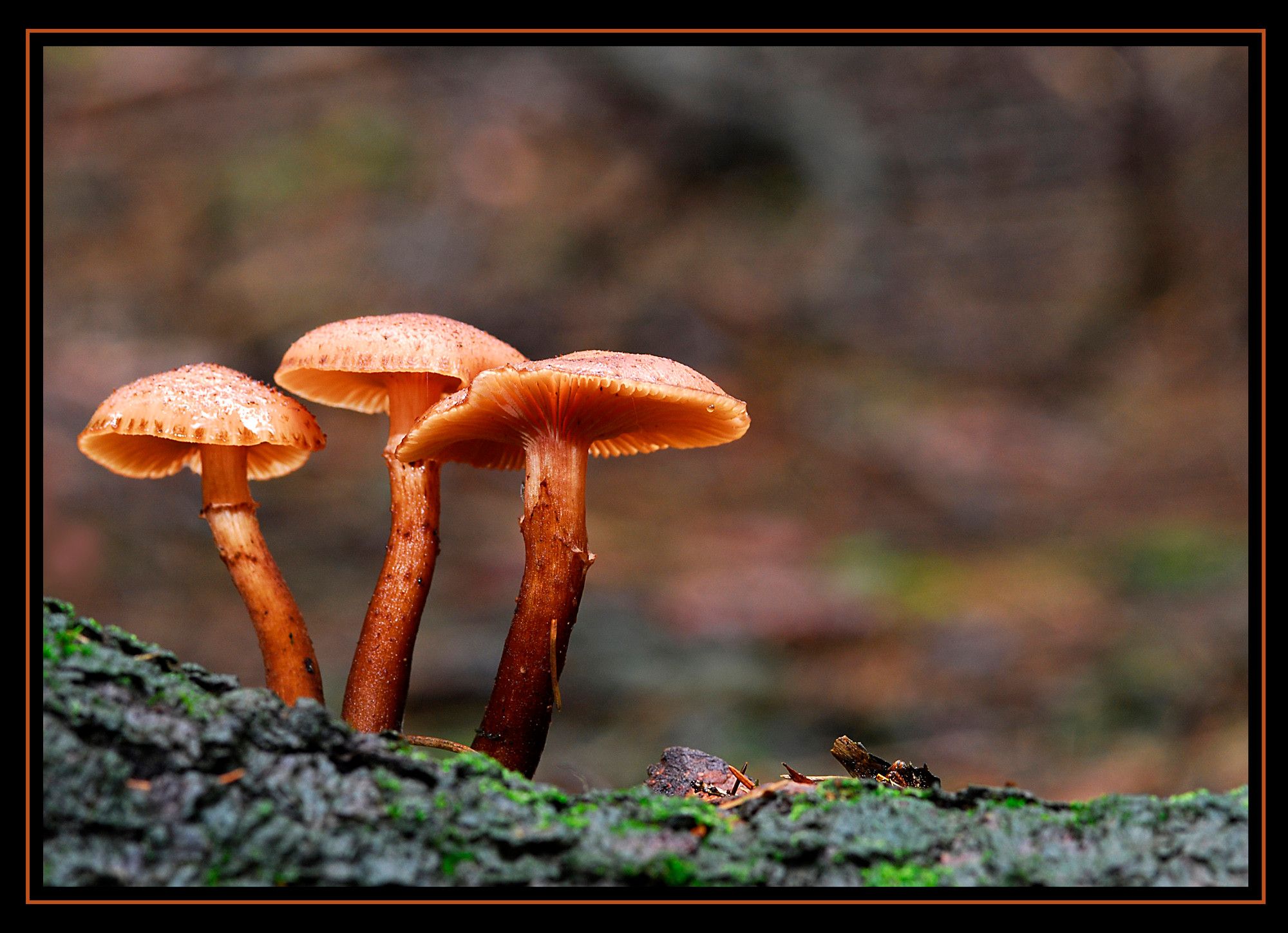 Pilze 071