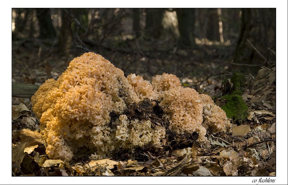 Pilze 076