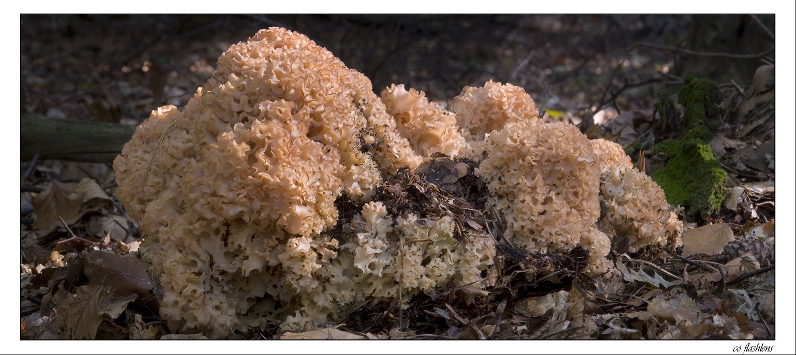 Pilze 077