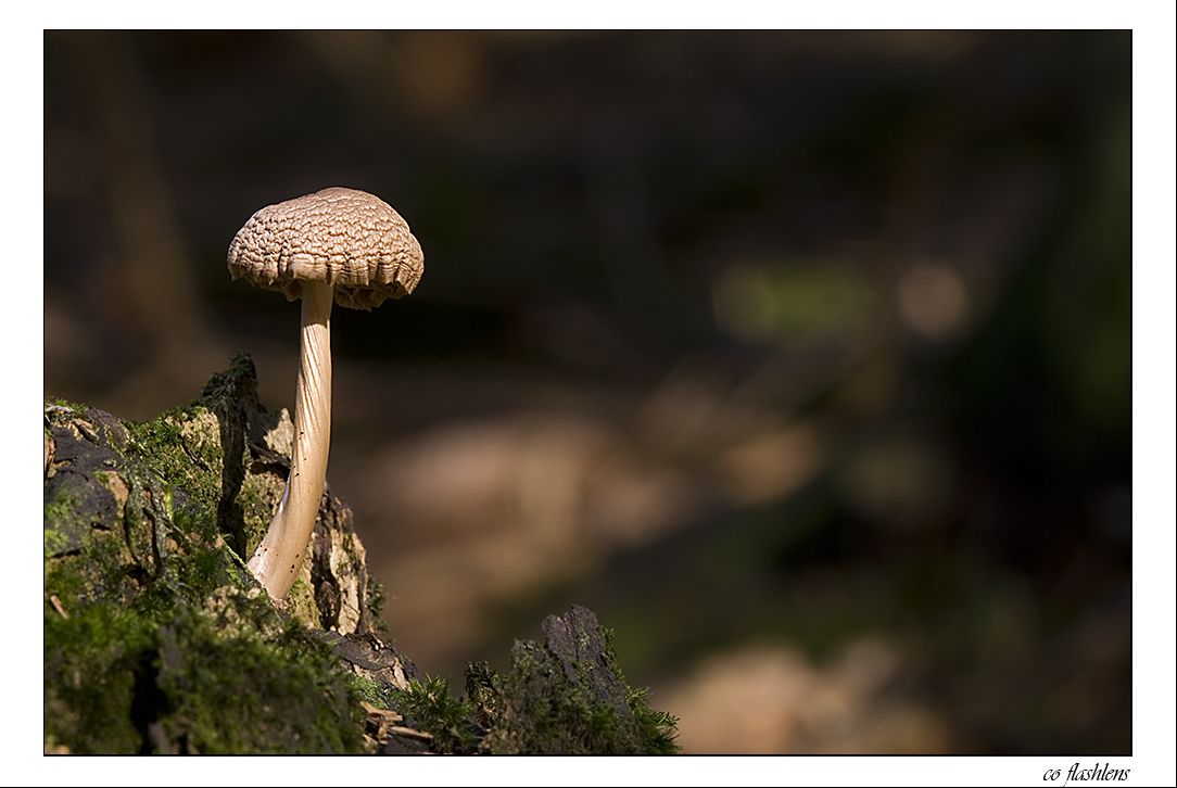 Pilze 078