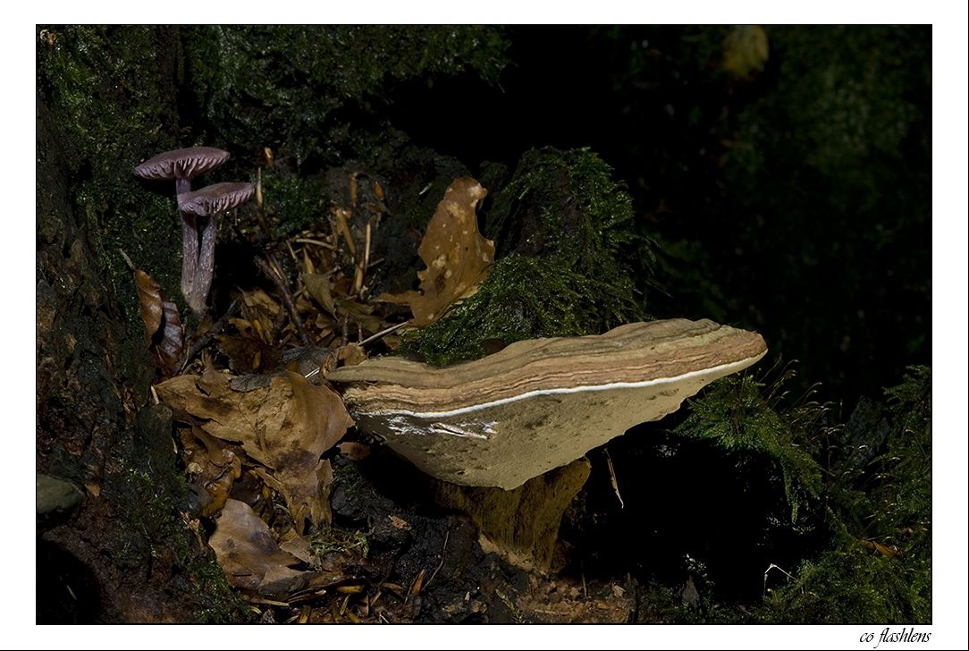 Pilze 080