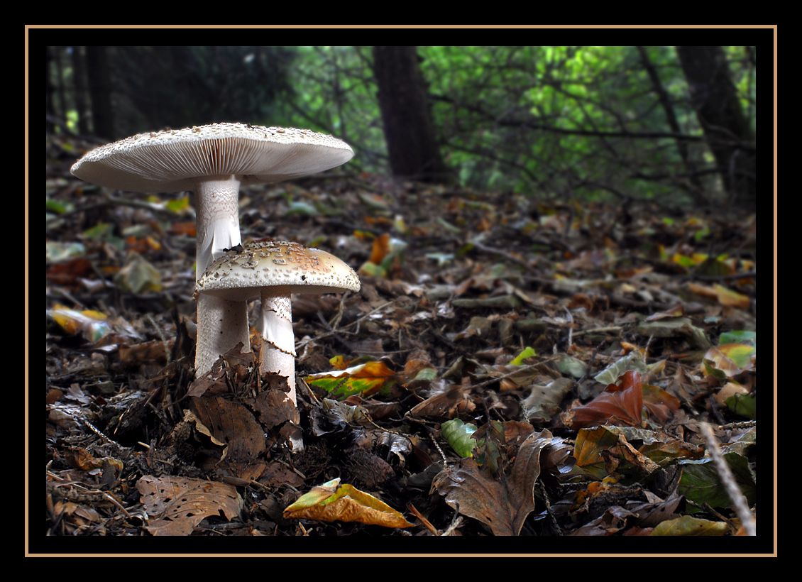 Pilze 082