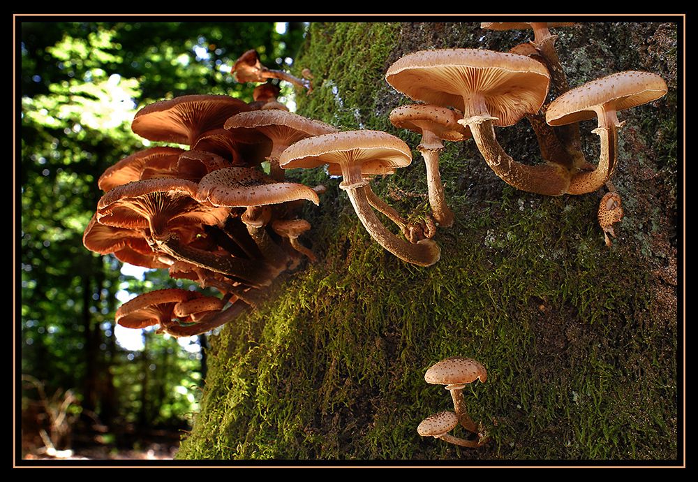 Pilze 083