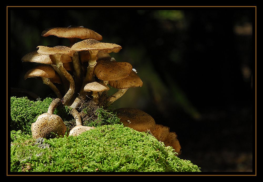Pilze 084