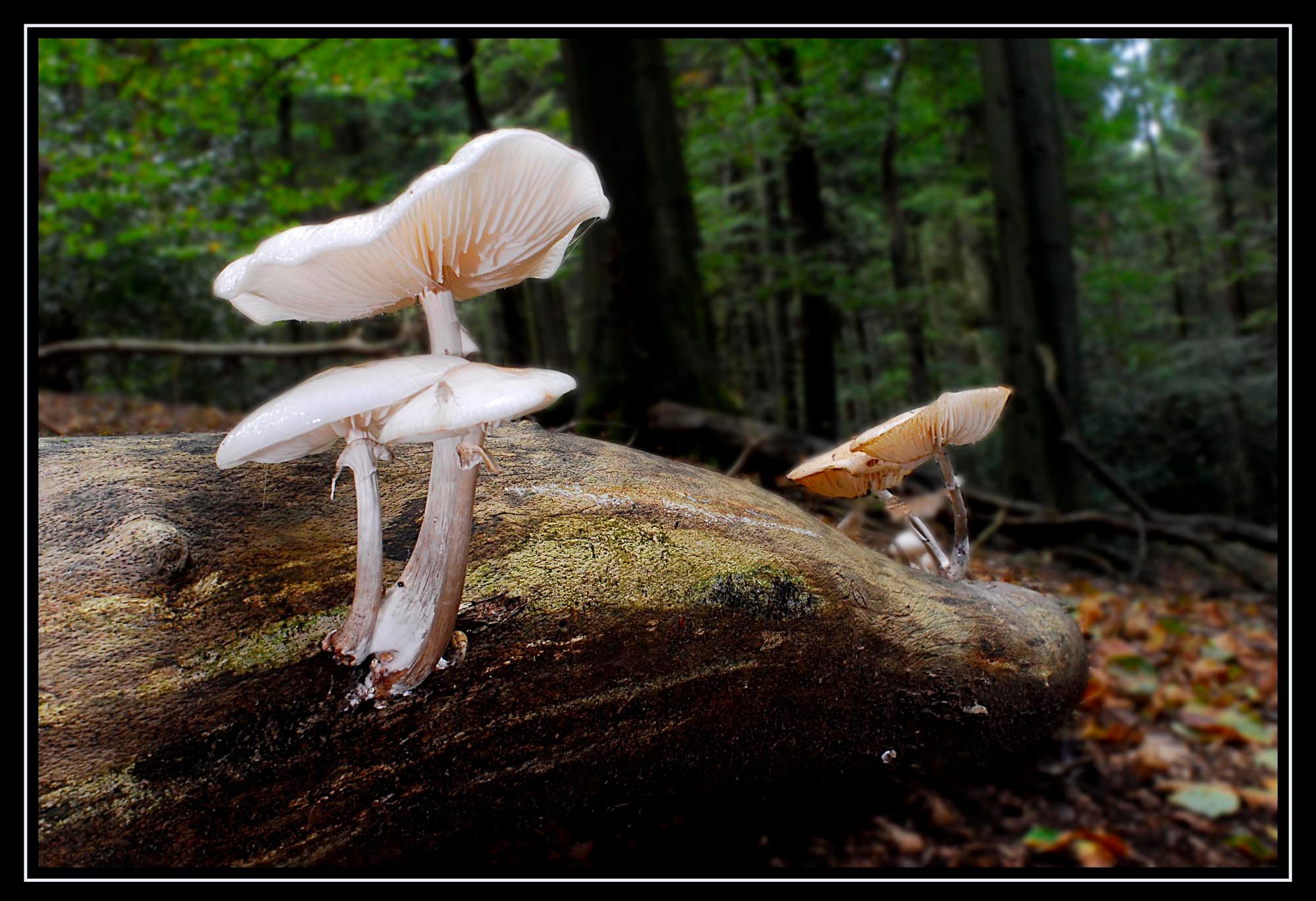 Pilze 086