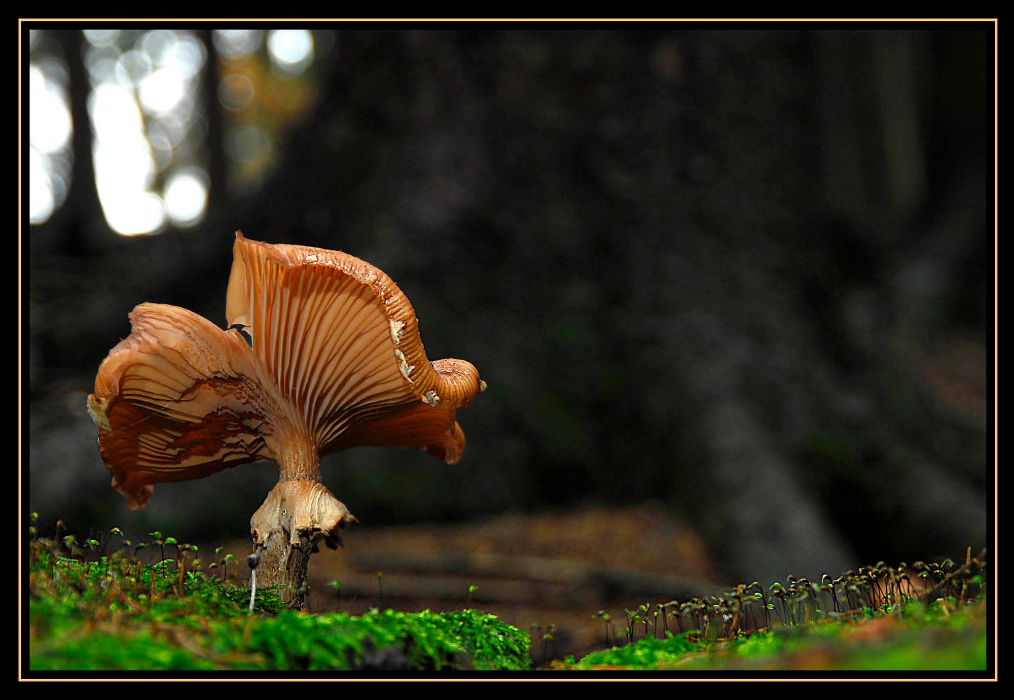 Pilze 088