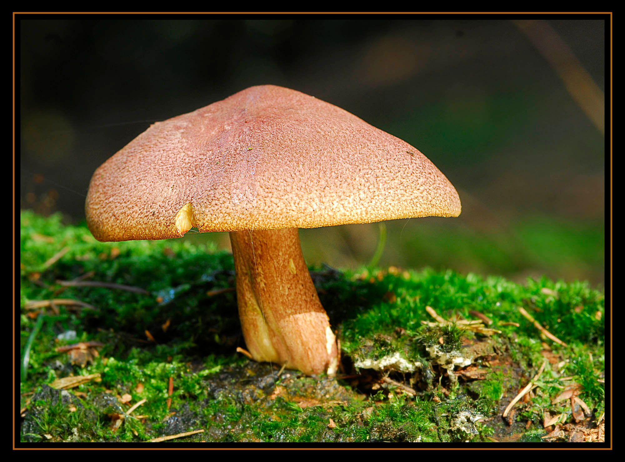 Pilze 090