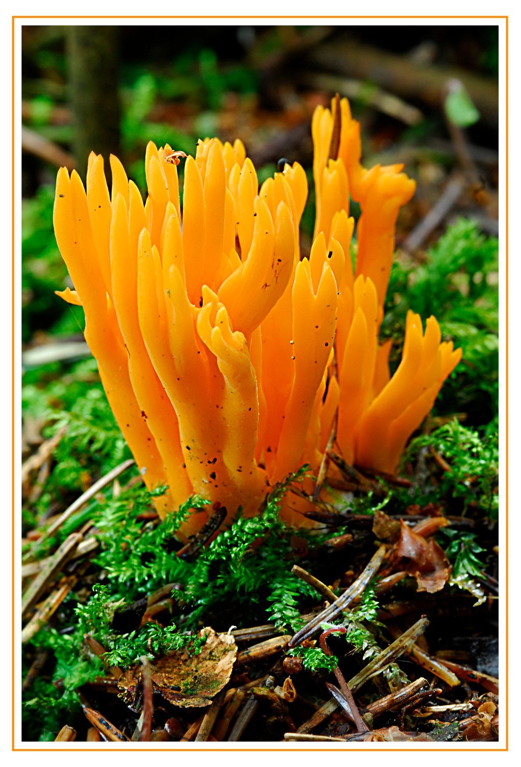 Pilze 091