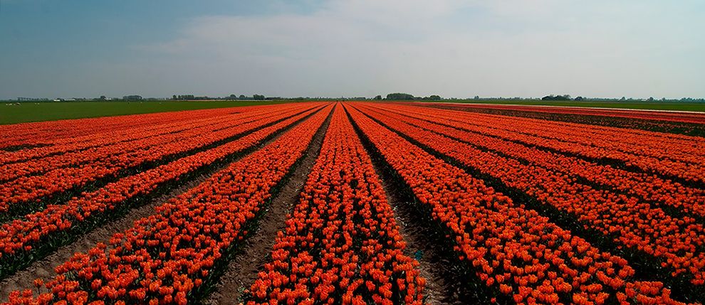Zierpflanzen 036