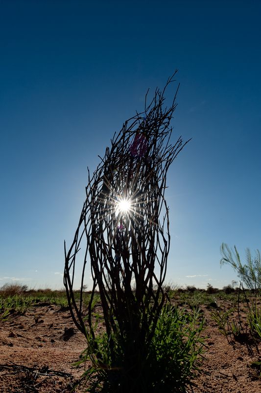 Galerie 01 Mabuasehube 17