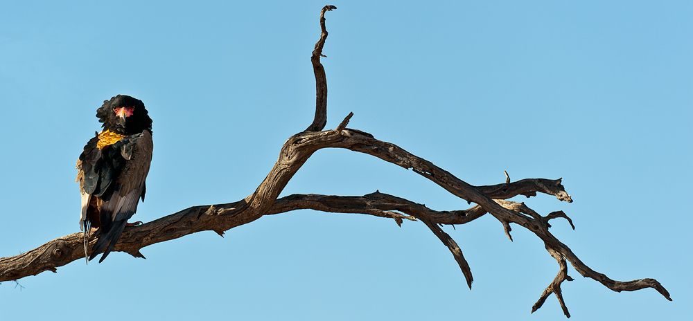 Galerie 01 Mabuasehube 23